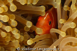 Pink anemone fish (skunk clownfish) portrait. Watching cl... by Vladimir Levantovsky 